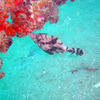 Picture taken during the dive