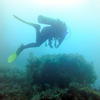Picture taken during the dive