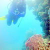Picture taken during the dive
