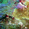 Picture taken during the dive