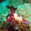 Picture taken during the dive