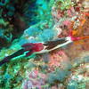 Picture taken during the dive