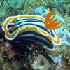 Picture taken during the dive