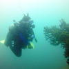 Picture taken during the dive