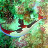Picture taken during the dive