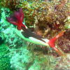 Picture taken during the dive