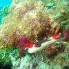 Picture taken during the dive