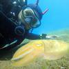 Picture taken during the dive