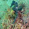 Picture taken during the dive