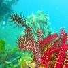 Picture taken during the dive