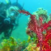 Picture taken during the dive