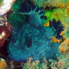 Picture taken during the dive