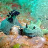 Picture taken during the dive