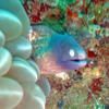 Picture taken during the dive