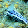 Picture taken during the dive
