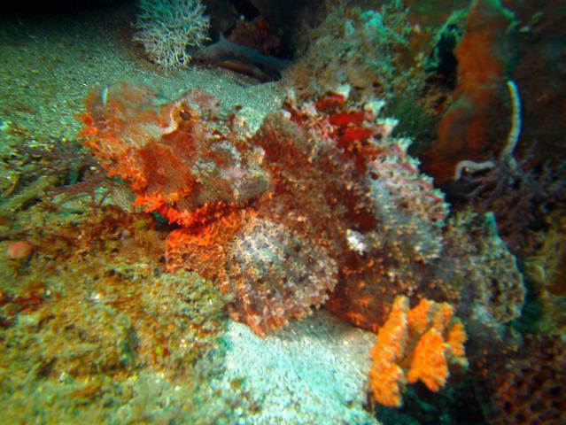 Southpoint Divers - Dive Center in États-Unis