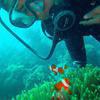 Picture taken during the dive