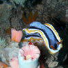 Picture taken during the dive