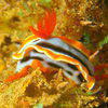 Picture taken during the dive