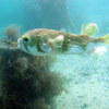 Picture taken during the dive