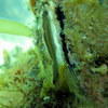 Picture taken during the dive