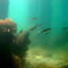 Picture taken during the dive
