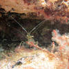 Picture taken during the dive
