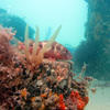 Picture taken during the dive