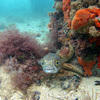 Picture taken during the dive