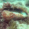 Picture taken during the dive