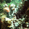 Picture taken during the dive