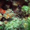 Picture taken during the dive