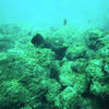 Picture taken during the dive