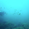 Picture taken during the dive