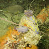 Picture taken during the dive