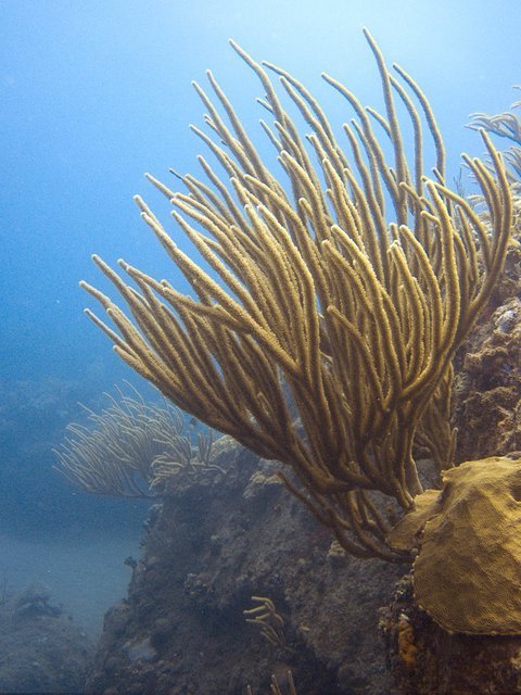 Sea Saba Advanced Dive Center - Dive Center