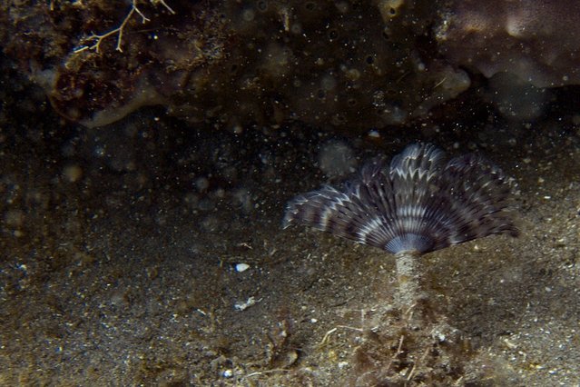Sea Saba Advanced Dive Center - Dive Center