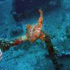 Picture taken during the dive