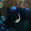 Picture taken during the dive