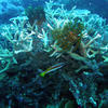 Picture taken during the dive