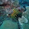 Picture taken during the dive