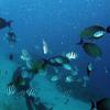 Picture taken during the dive