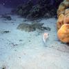 Picture taken during the dive