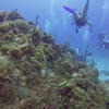 Picture taken during the dive