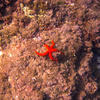 Picture taken during the dive