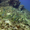 Picture taken during the dive