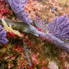 Picture taken during the dive