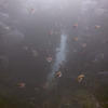 Picture taken during the dive