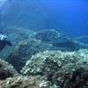 Picture taken during the dive