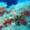 Picture taken during the dive
